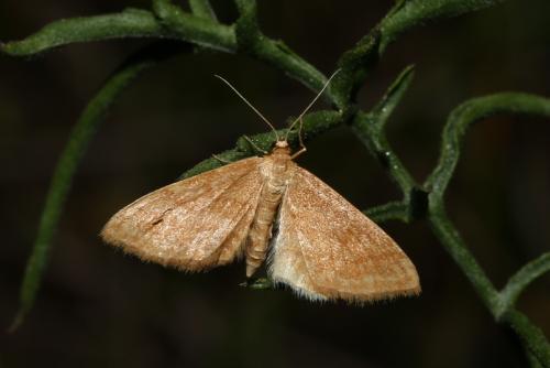 Réf. 187 976 : Idaea sp.